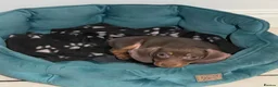 Miniature Dachshund dogs for stud: Proven stud, KC registered, fantastic temperament in Lichfield - Advert 6