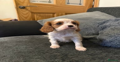 Cavalier King Charles Spaniel dogs - Advert 6