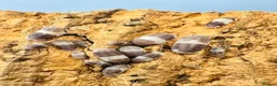 Isopods invertebrates for sale: Isopods for sale in the UK - Advert 4