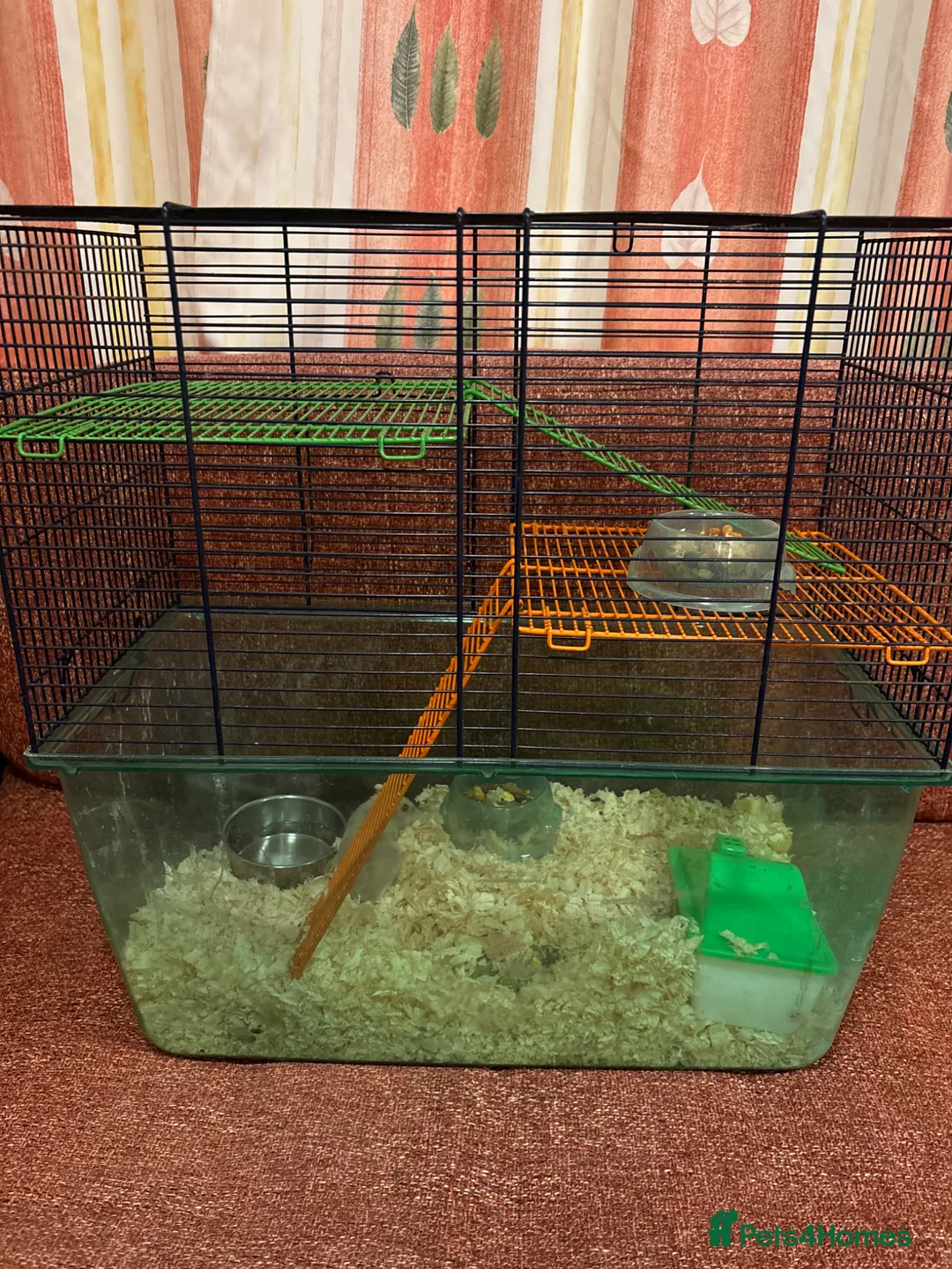 Hamster rodents for sale: Dwarf hamster with complete set up - Advert 1