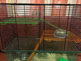 Hamster rodents Dwarf hamster with complete set up - Advert 1