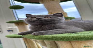 British Shorthair cats - Advert 4