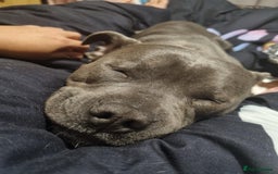 Staffordshire Bull Terrier dogs for sale: Male Staffie approx 2 years old - Advert 3