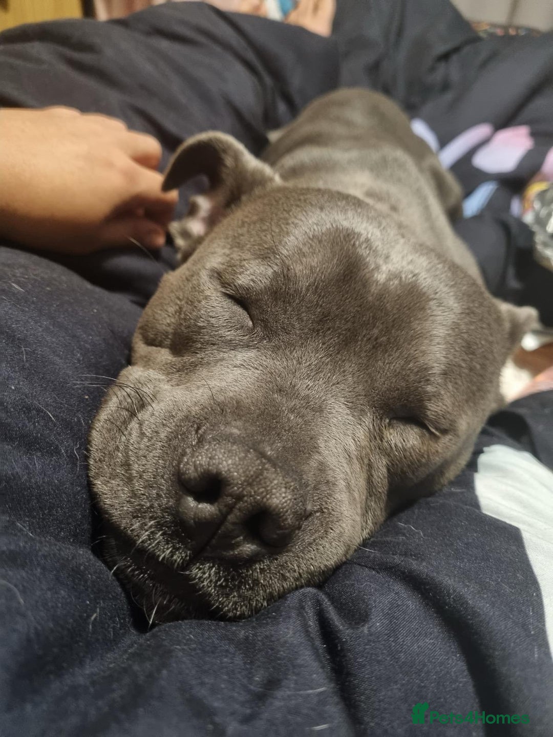 Staffordshire Bull Terrier dogs for sale: Male Staffie approx 2 years old - Advert 3