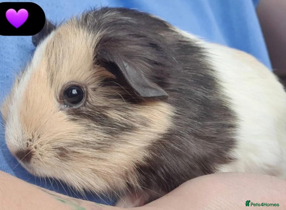 Guinea Pig rodents Beautiful guinea pigs - Advert 1
