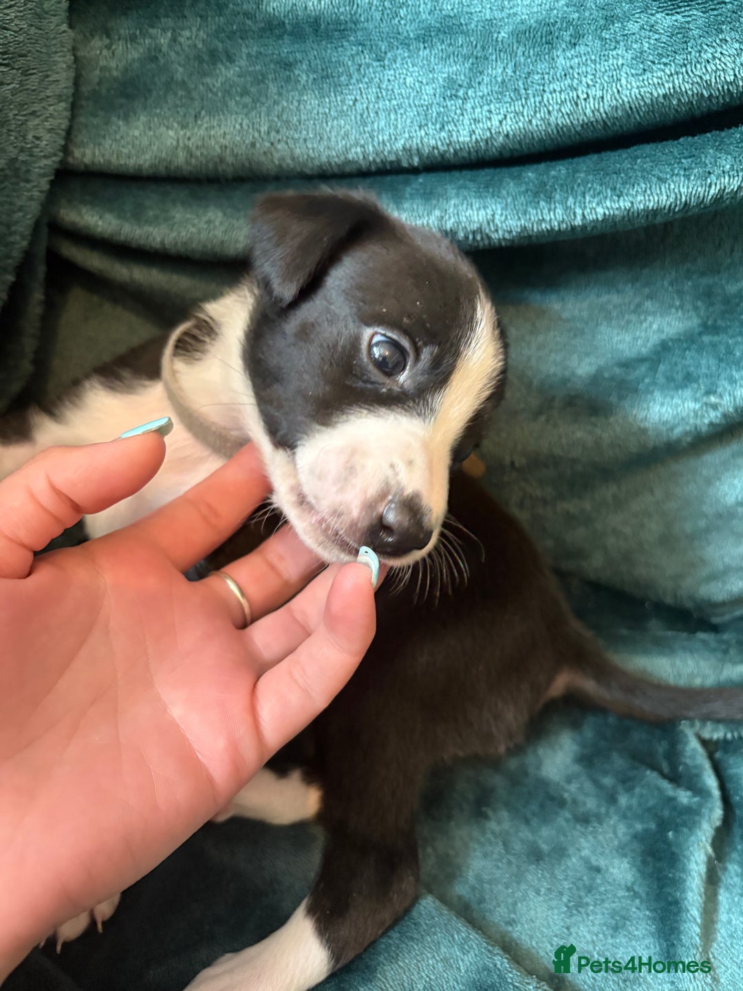 Mixed Breed dogs for sale: Beautiful whippet cross labrador(collie) puppies  - Image 23