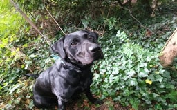 Labrador Retriever dogs for sale: 1 year old labrador  - Image 3