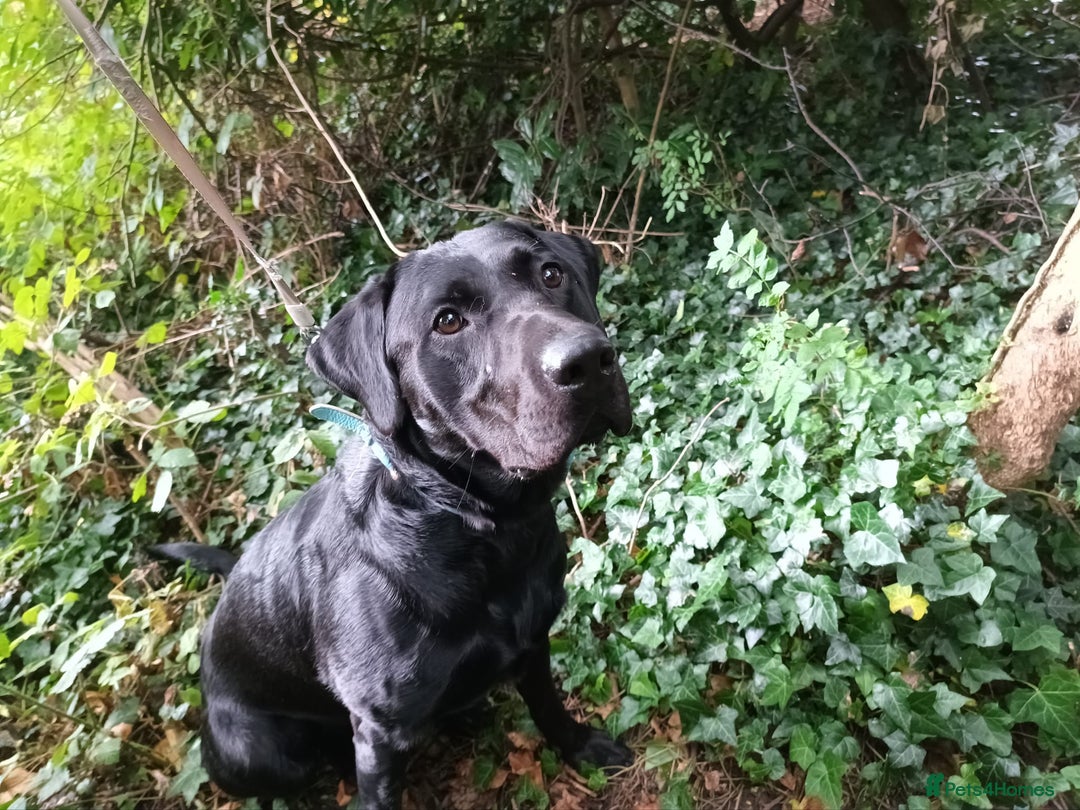 Labrador Retriever dogs for sale: 1 year old labrador  - Image 3