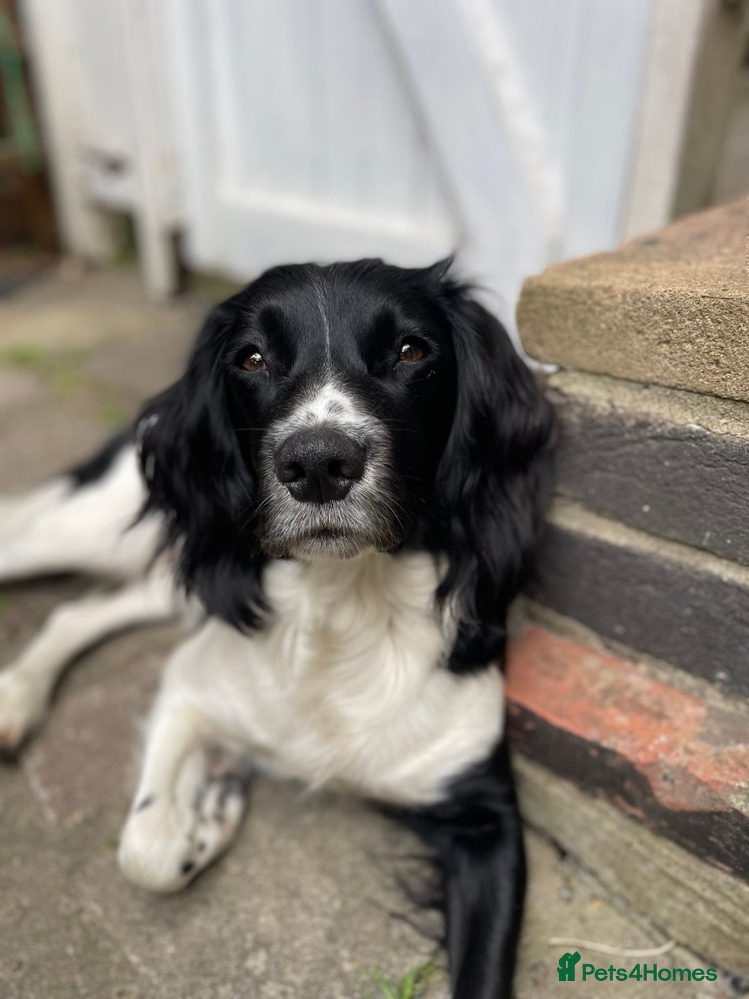 English Springer Spaniel dogs for sale: ESS puppies especially bred for autistic persons - Advert 1