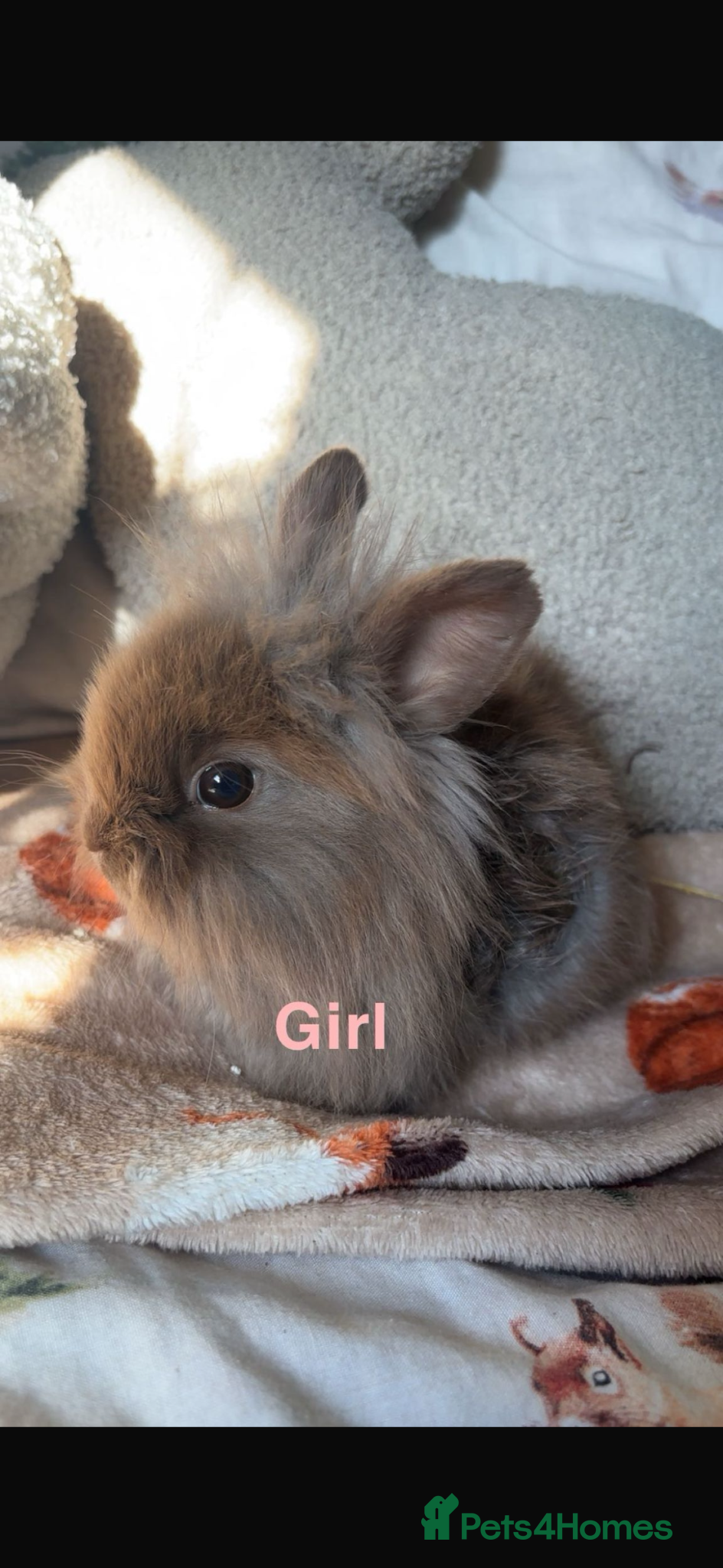 Mini Lion Lop rabbits Baby rabbits 8 weeks now !! - Advert 1