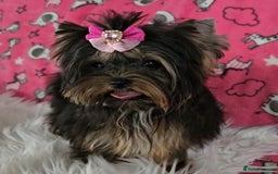 Yorkshire Terrier dogs for sale: Tiny Miniature Yorkshire Terrier puppies  - Image 11