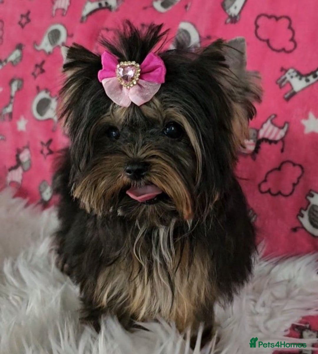 Yorkshire Terrier dogs for sale: Tiny Miniature Yorkshire Terrier puppies  - Image 11