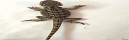 Bearded Dragon reptiles for sale: Red citrus baby bearded dragons  - Advert 7