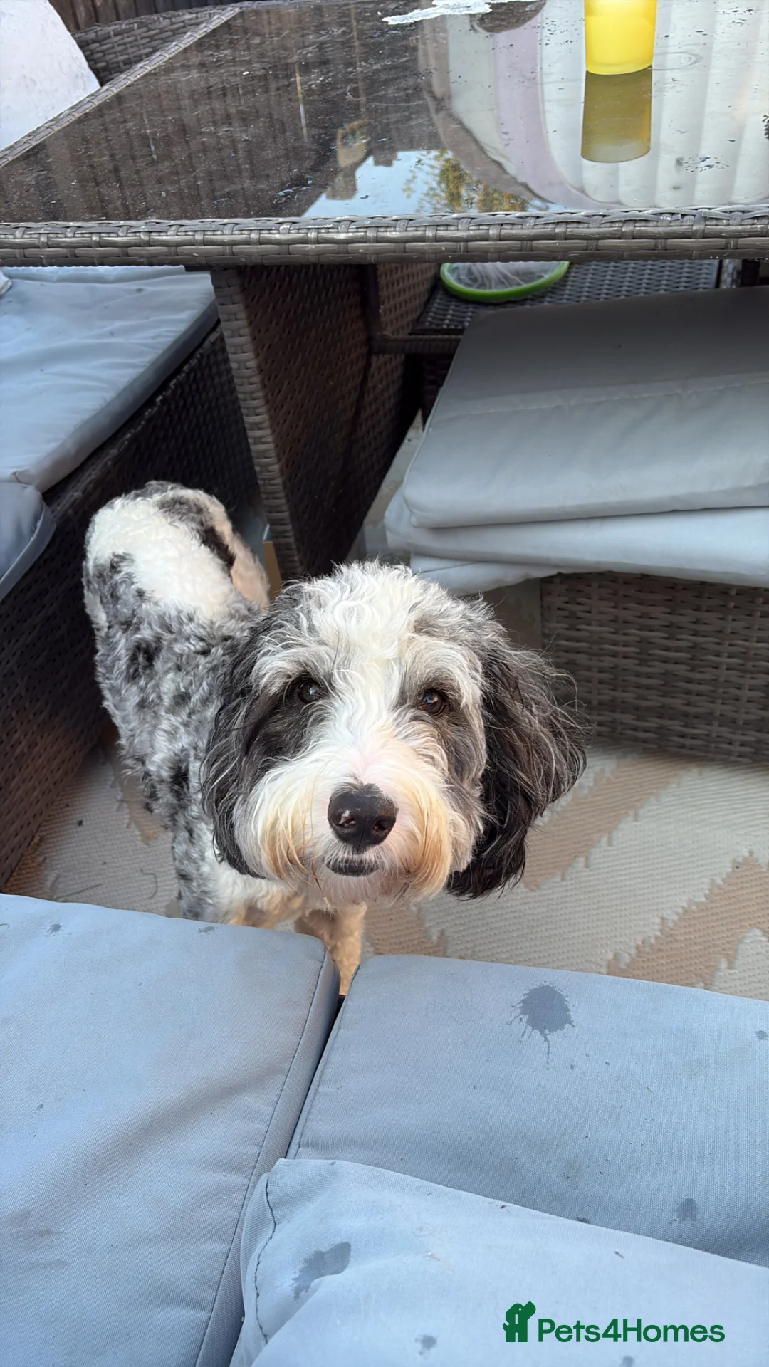 Cockapoo dogs for sale: Rare Colour Cockapoo Puppy in Dunmow - Advert 3