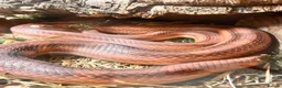 Corn Snake reptiles for sale: Female corn snake  in Warrington - Advert 1
