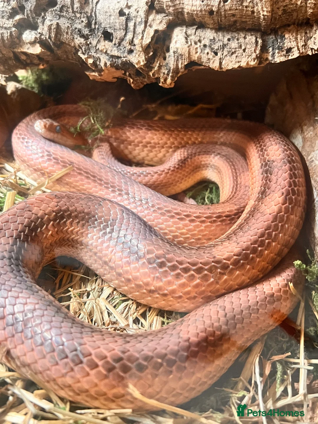 Corn Snake reptiles for sale: Female corn snake  in Warrington - Advert 1