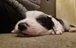 Border Collie dogs for sale: 2 X male border collie pups for sale - Image 5