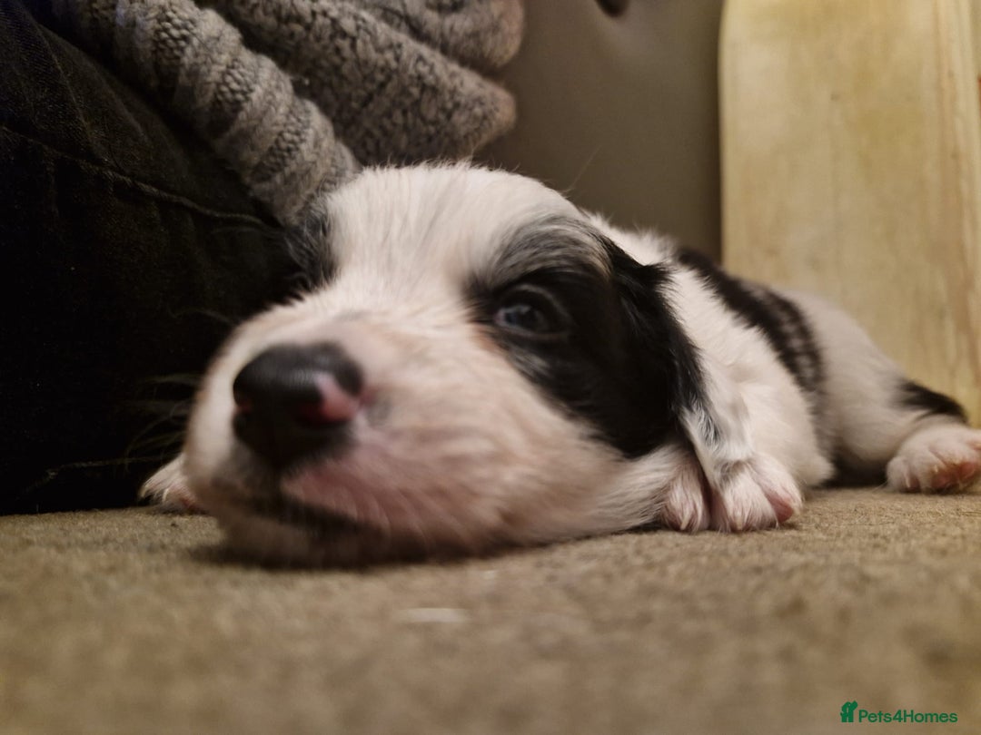 Border Collie dogs for sale: 2 X male border collie pups for sale - Image 5