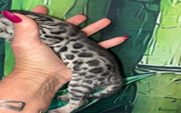 Bengal cats for sale: Beechwood Bengals  stunning SILVER kittens - Image 7