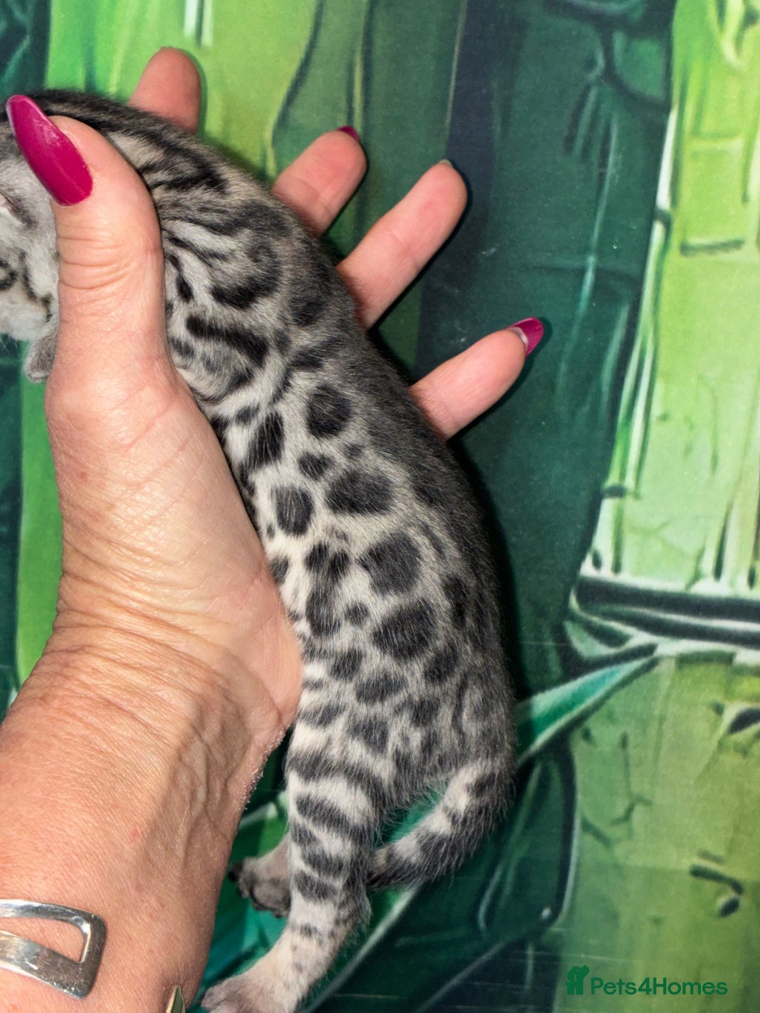 Bengal cats for sale: Beechwood Bengals  stunning SILVER kittens - Image 7