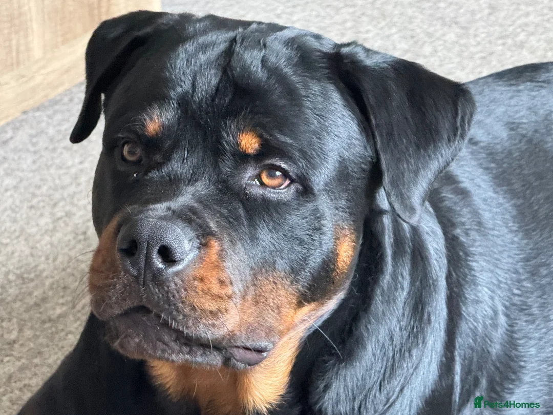 Rottweiler dogs for stud: Gorgeous boy for stud - Advert 2