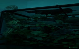 Gecko reptiles for sale: Harlequin Tricolour Crested Gecko + Large Tank - Advert 28