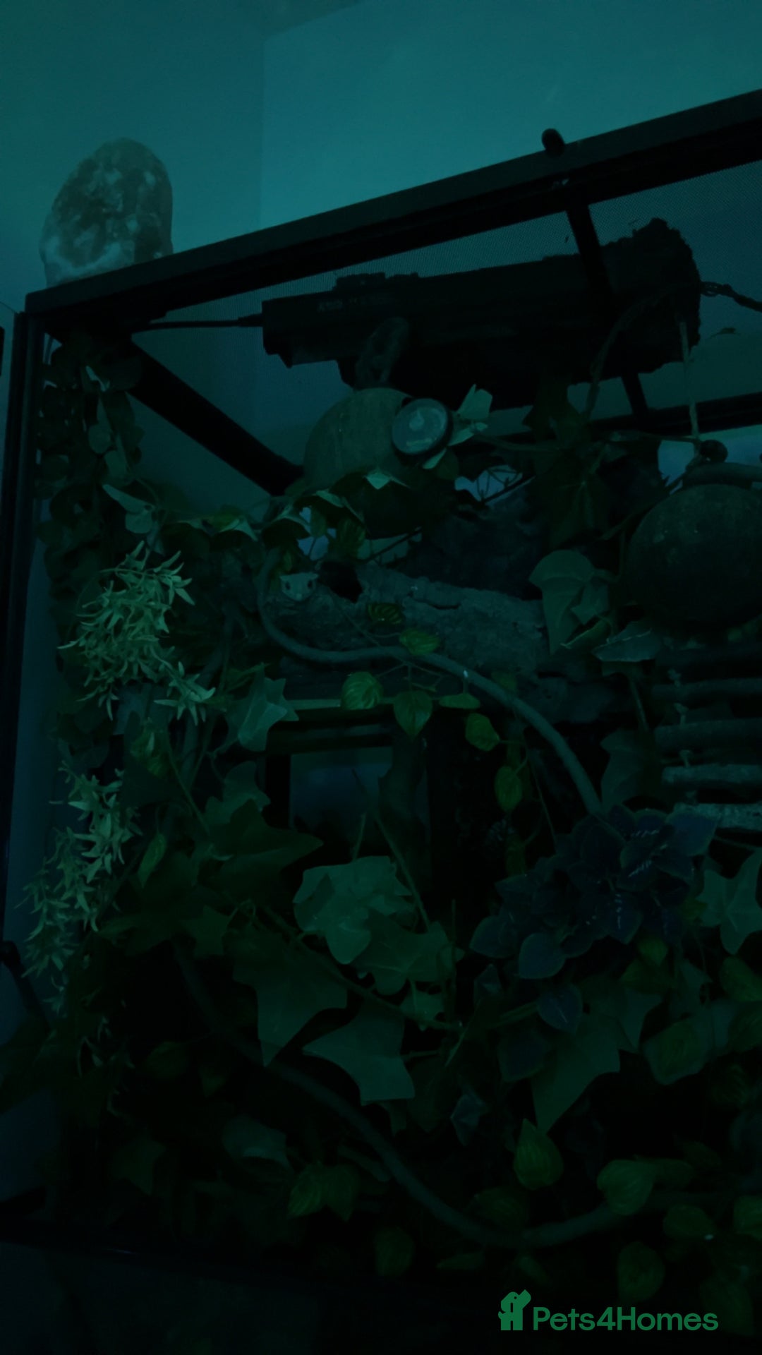 Gecko reptiles for sale: Harlequin Tricolour Crested Gecko + Large Tank - Advert 28