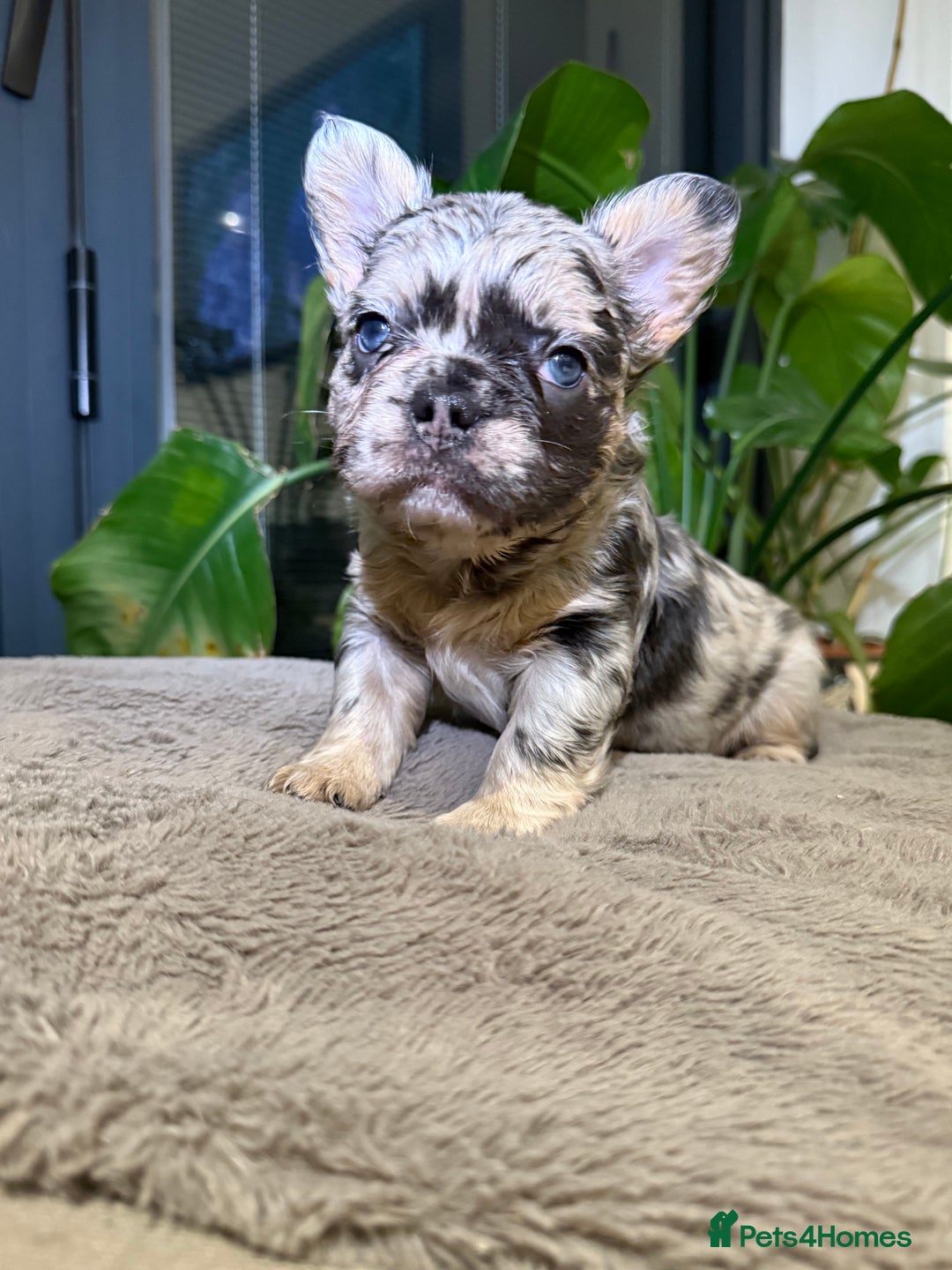 French Bulldog dogs for sale: 8weeks old Fluffy french bulldog puppies - Advert 5