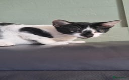 Mixed Breed cats for sale: Pika & pumkin - Image 9