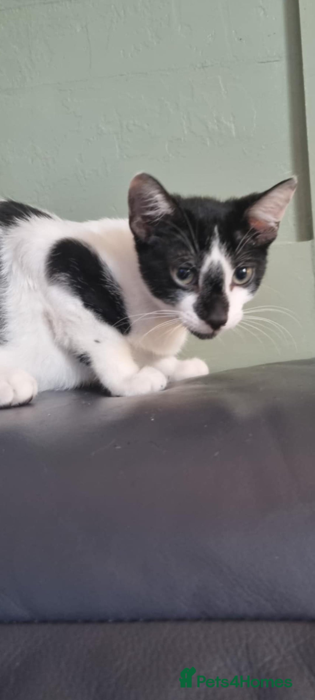 Mixed Breed cats for sale: Pika & pumkin - Image 9