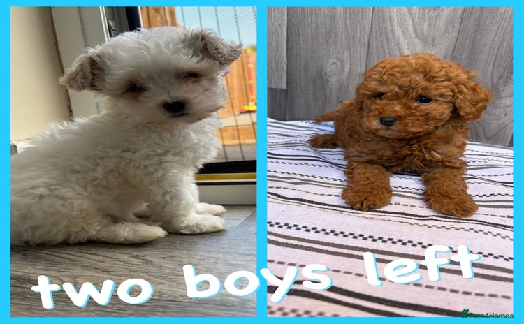 Maltipoo dogs - Advert 3
