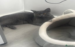 British Shorthair cats for sale: Two BHS kitten for sale - Image 2