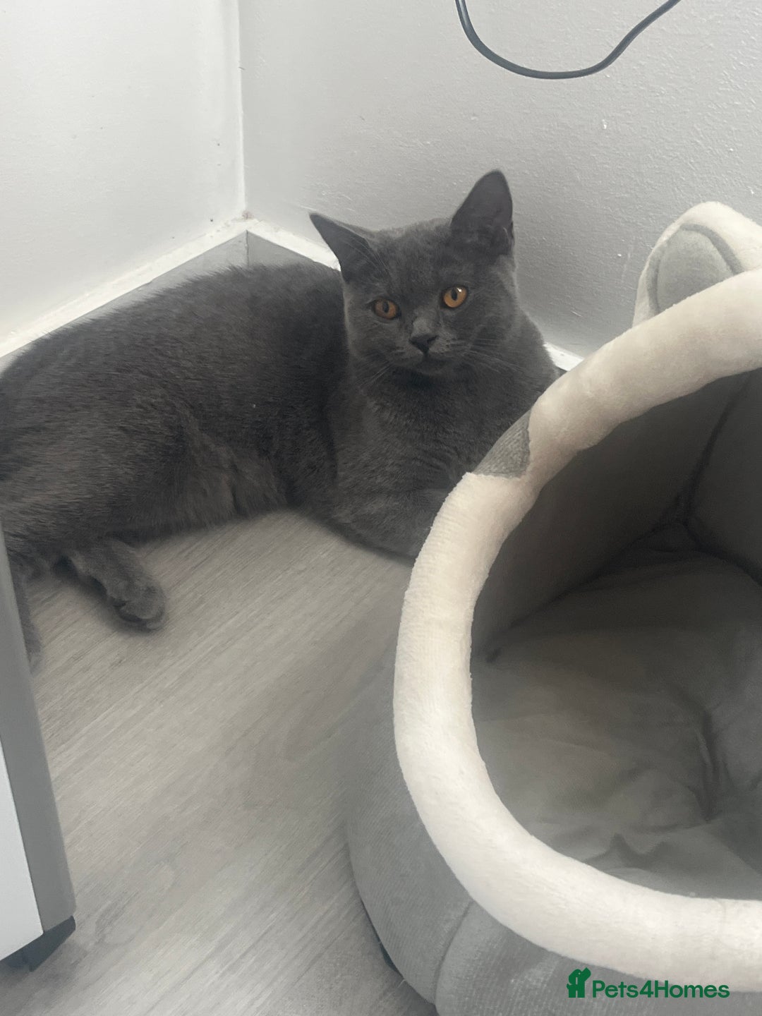 British Shorthair cats for sale: Two BHS kitten for sale - Image 2