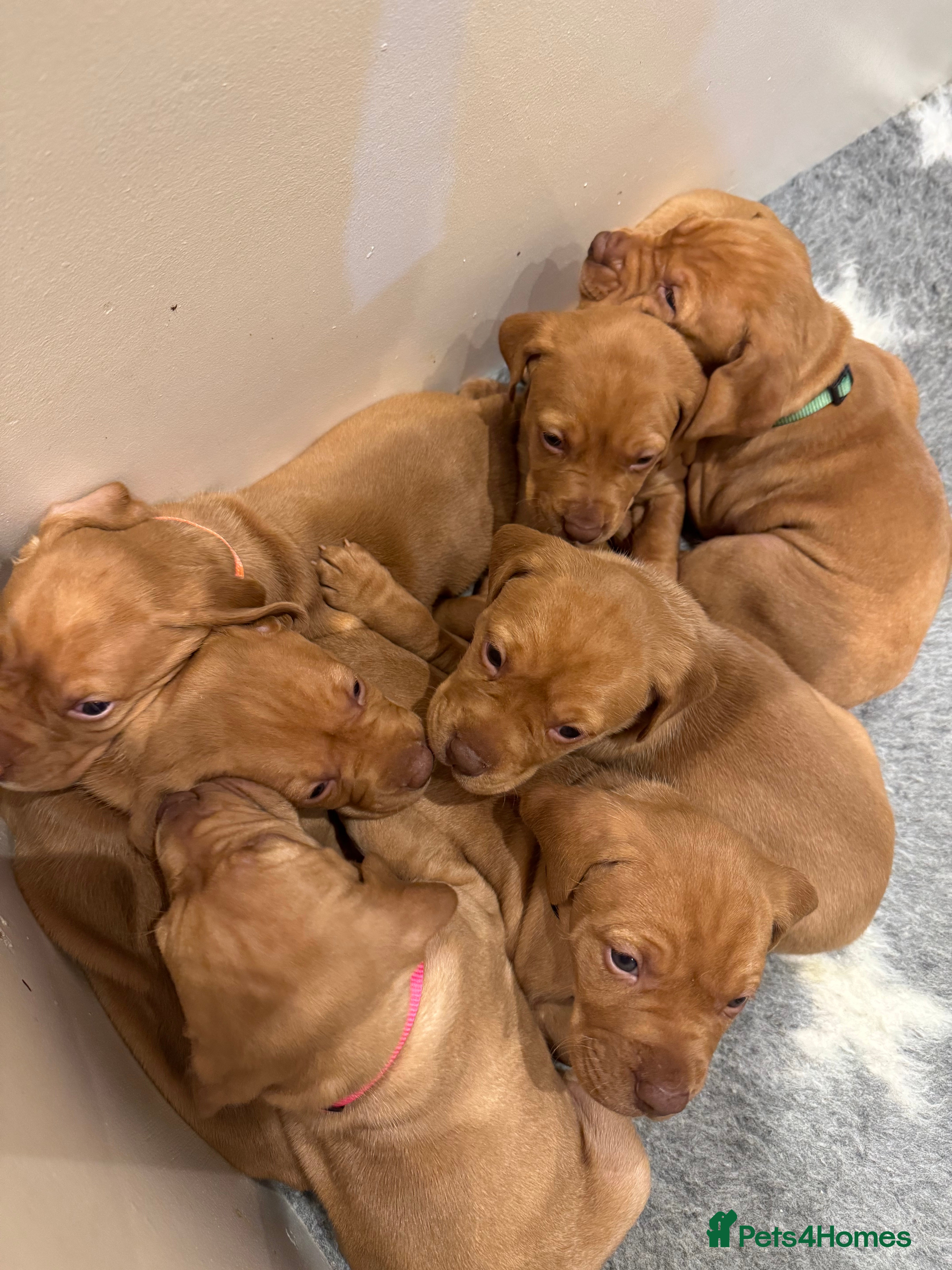 Hungarian Vizsla dogs KC Reg Stunning Hungarian Vizsla Pups - Advert 2