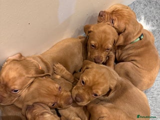 Hungarian Vizsla dogs KC Reg Stunning Hungarian Vizsla Pups - Advert 2