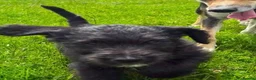 Mixed Breed dogs for sale: 3 gorgeous bouncy boys in Llandeilo - Advert 3