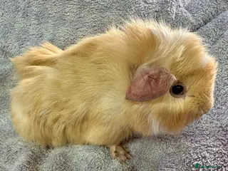 Guinea Pig rodents Lovely Baby Male Guinea Pig Available - Advert 3