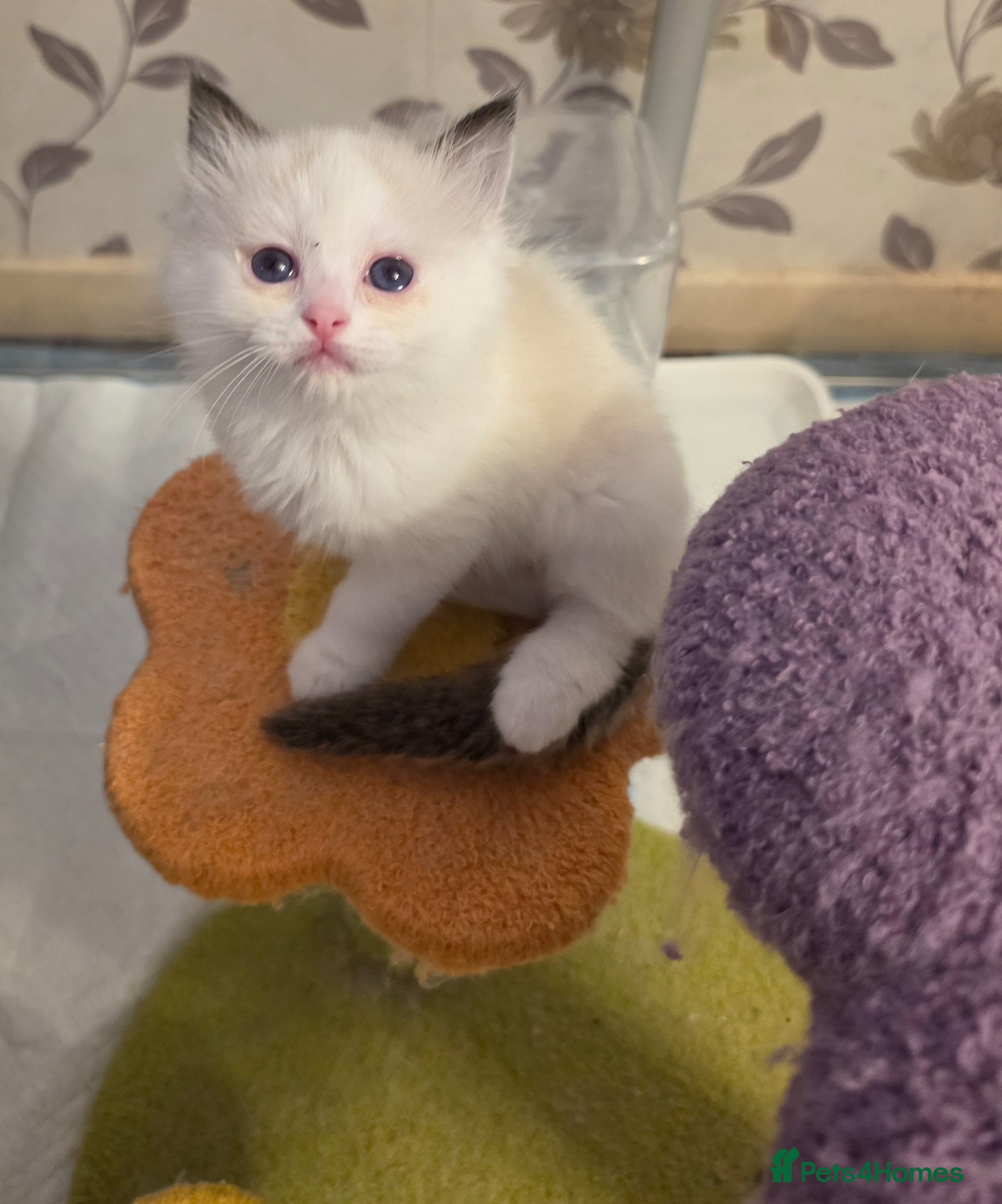 Ragdoll cats Full pedigree ragdoll  - Advert 1