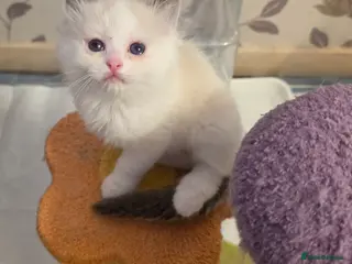 Ragdoll cats Full pedigree ragdoll - Advert 10