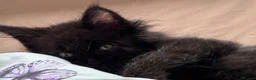Maine Coon cats for sale: 🐾 BEAUTIFUL BLACK SMOKE MAINE COON KITTENS 🐾 - Advert 24