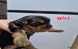 Yorkshire Terrier dogs for sale: Full pedigree Yorkshire terrier  - Image 5