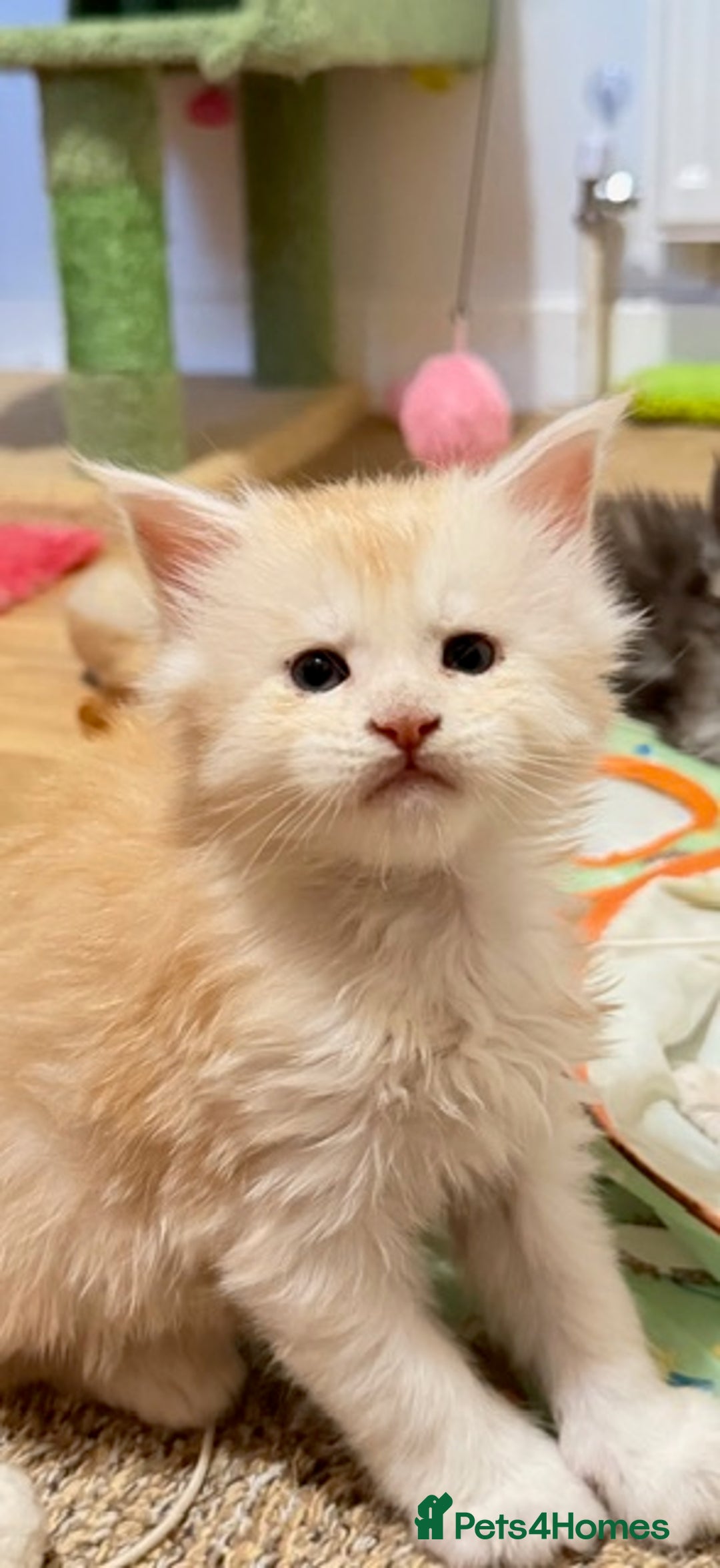 Maine Coon cats for sale: Beautiful Maine Coon Kittens - Advert 3