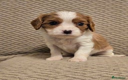 Cavalier King Charles Spaniel dogs for sale: Gorgeous KC Reg Cavalier Puppies  - Image 14