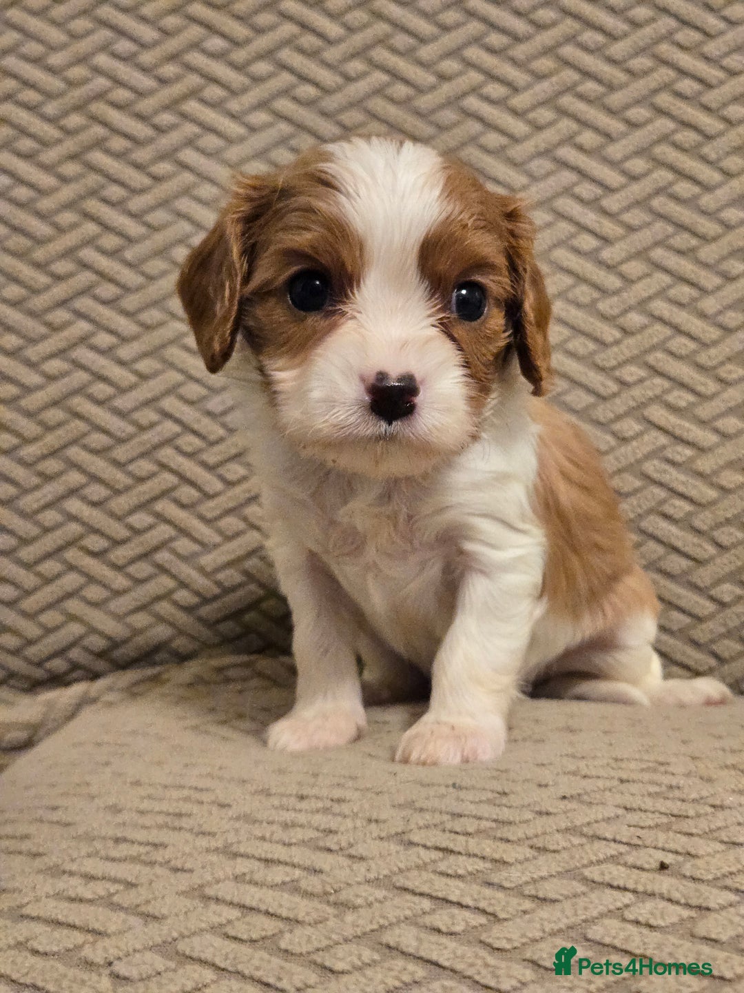 Cavalier King Charles Spaniel dogs for sale: Gorgeous KC Reg Cavalier Puppies  - Image 14