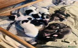 Mixed Breed dogs for sale: Jackapoo puppies for sale - Image 15