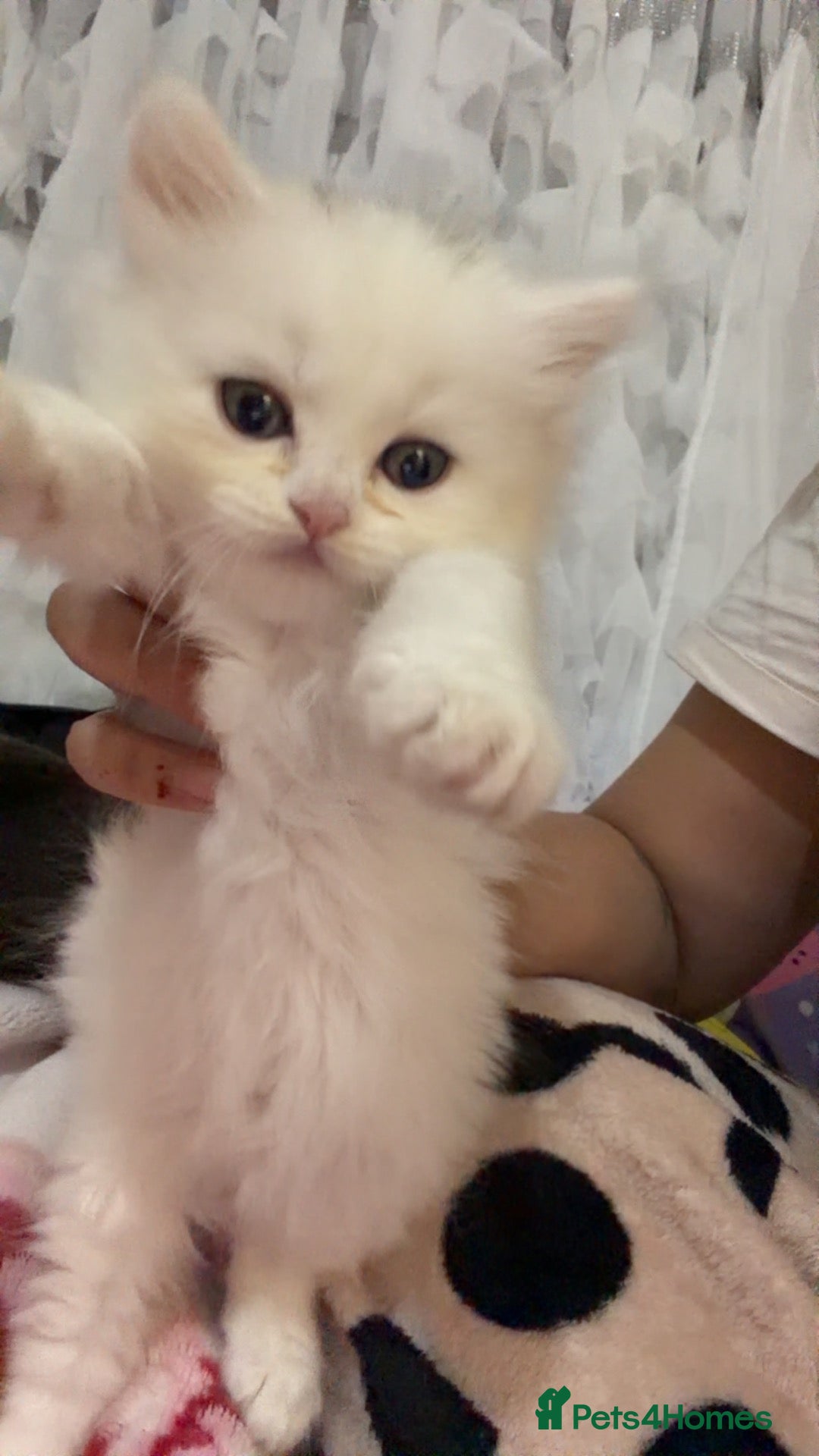 British Shorthair cats British short hair kittens  - Advert 15