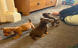 Jack Russell dogs for sale: Beautiful miniature jack russell puppies  - Image 27