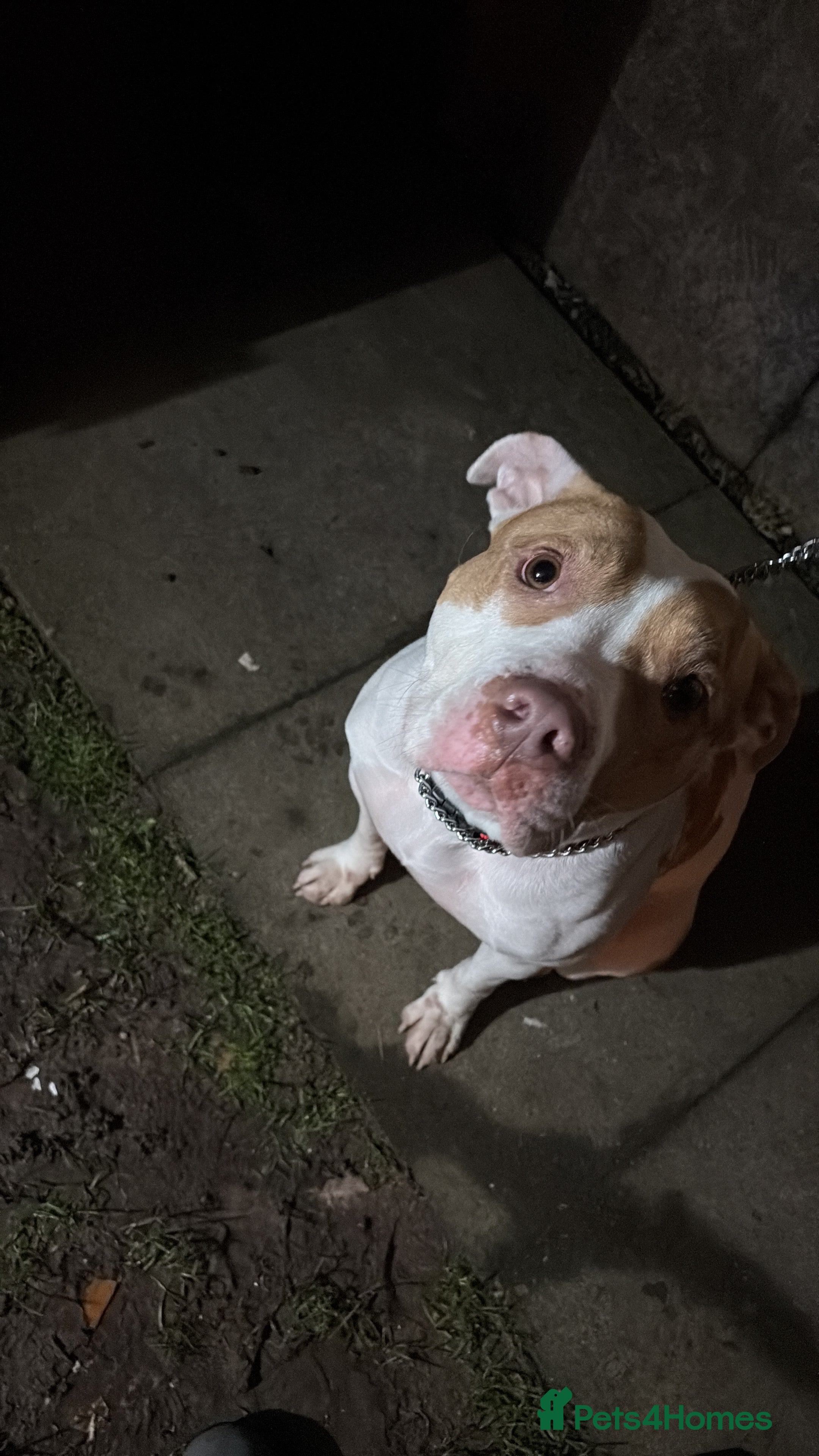 Mixed Breed dogs Free to a loving home only  - Advert 3