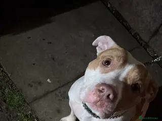 Mixed Breed dogs Free to a loving home only - Advert 3