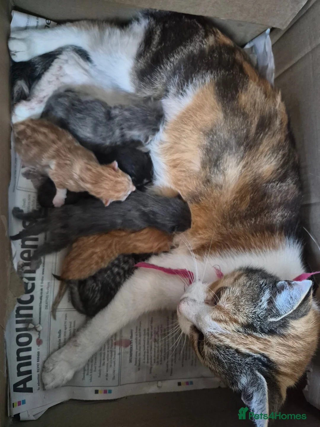 Mixed Breed cats for sale: Pretty and playful kittens ready for forever homes - Advert 2